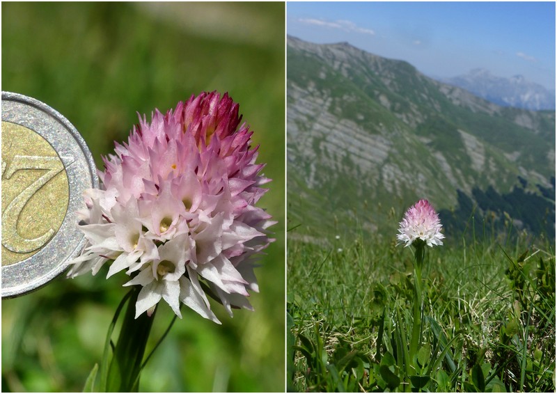 La Nigritella widderi a Pizzo di Sevo e Cima Lepri  -  luglio 2025